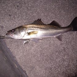 電気ウキで狙う夜釣りのフッコ